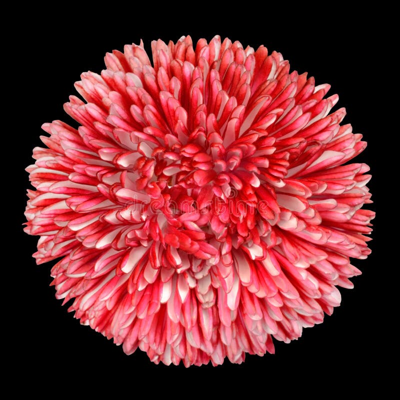 Perennial Daisy Flower Red, Pink Petals Isolated