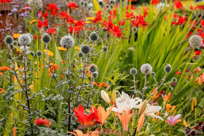 Perennial flower bed stock photo. Image of large, floral 206701262