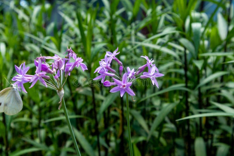 A perennial herb of the Lycoris family. Bulbous flowers, 3050 cm tall, with cylindrical bulblets and tufted adult plants. In addition to its flower color and Chinese chives, Chinese chives are generally white flowers, this flower is purple, the rest of the characteristics are similar to Chinese chives, and the whole plant has a strong Chinese chives flavor, and Chinese chives can be generally edible, Stir-fried, salad, soup and so on, it is also known as leek, leek. Terminal Cymes with small purple-pink flowers. Addition salad stock images, royalty-free photos and pictures