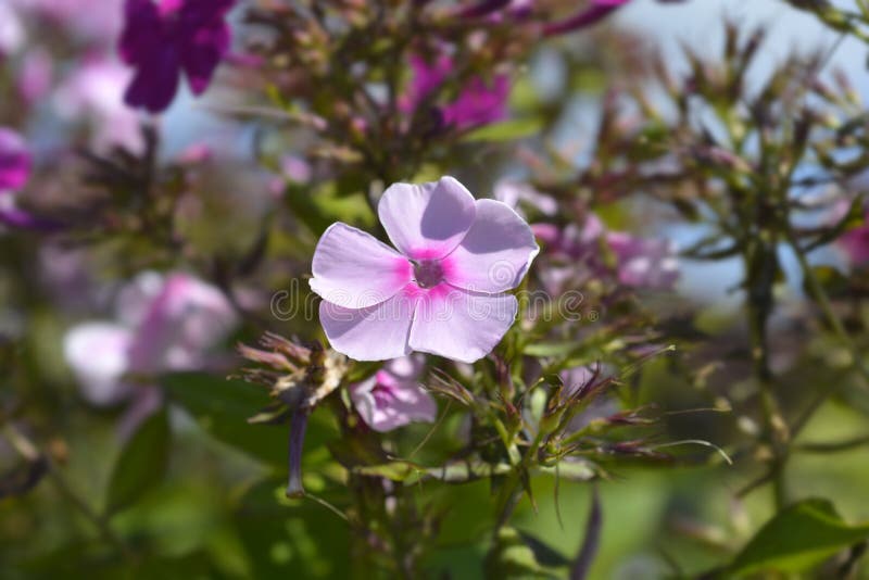 Perennial phlox stock photo. Image of nature, perennial 233078660