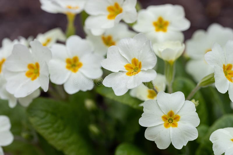 Perennial Primrose or Primula in the Spring Garden. Spring Primroses ...