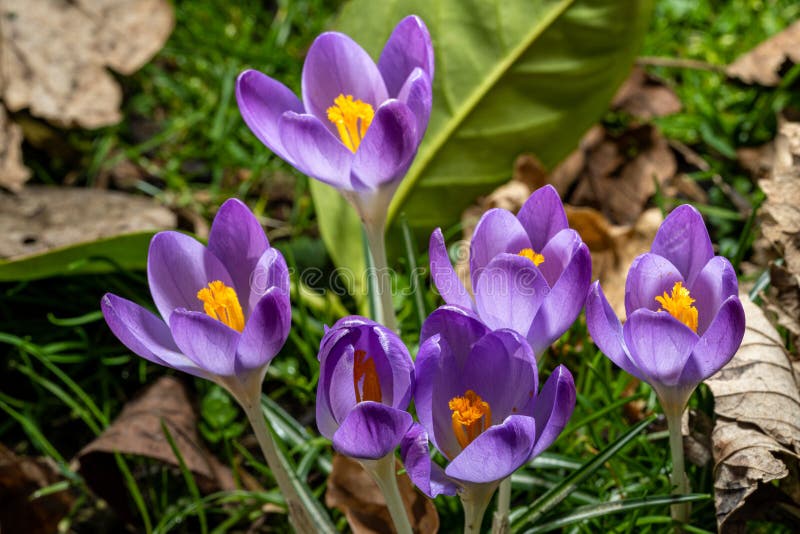 High Resolution Closeup Of Purple Crocus Petals And Stamen In A