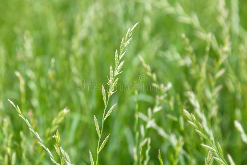 Perennial ryegrass Lolium perenne L.