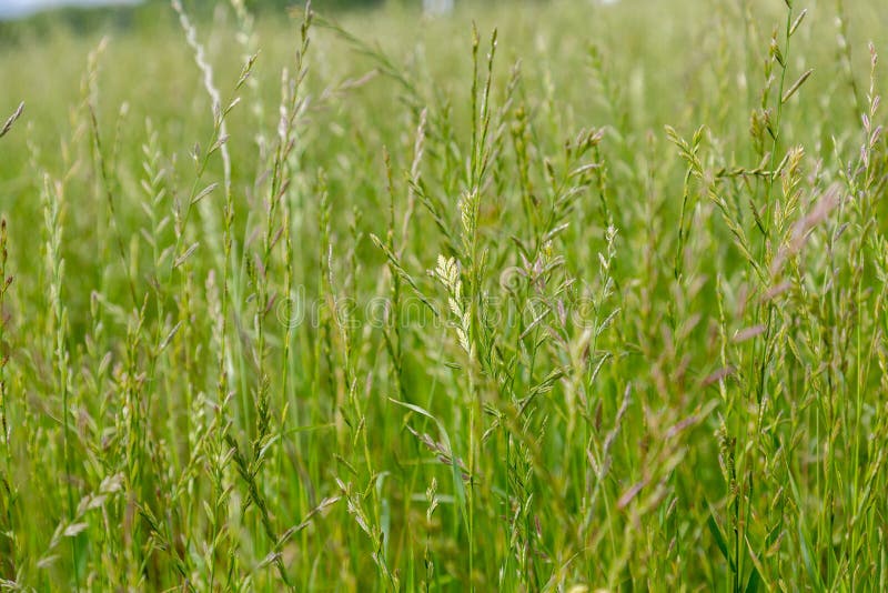 Perennial ryegrass Lolium perenne L.