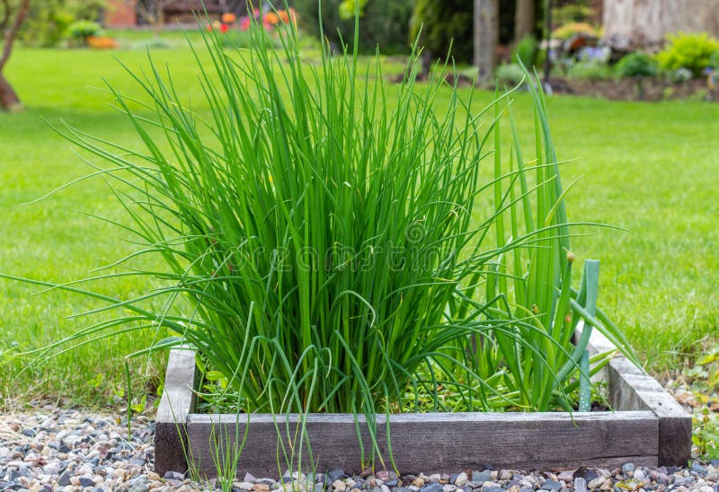 Perennial young green onions grow in the garden. Planting vegetables in spring. Organic healthy vegetarian food