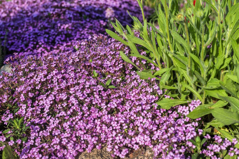 Perennials. Garden flowers stock photo. Image of flower 151896592