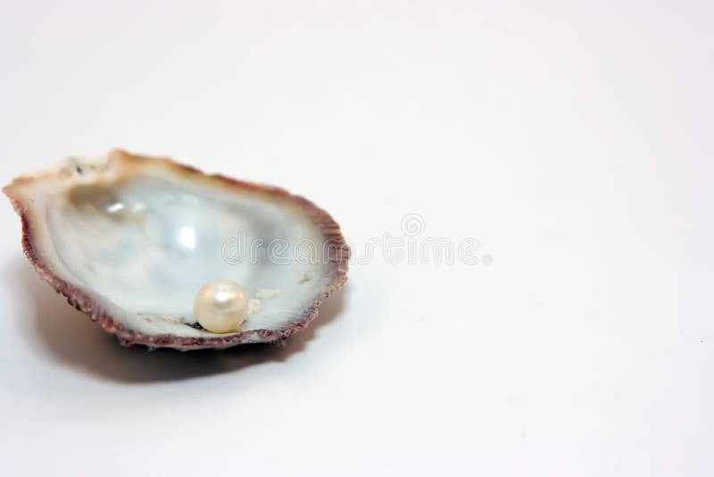 Shell with pearl inside isolated on white background. Shell with pearl inside isolated on white background
