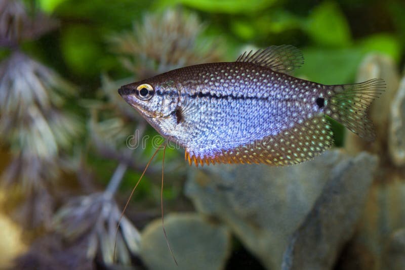 Perełkowy gourami obraz stock Perełkowy gourami obraz stock
