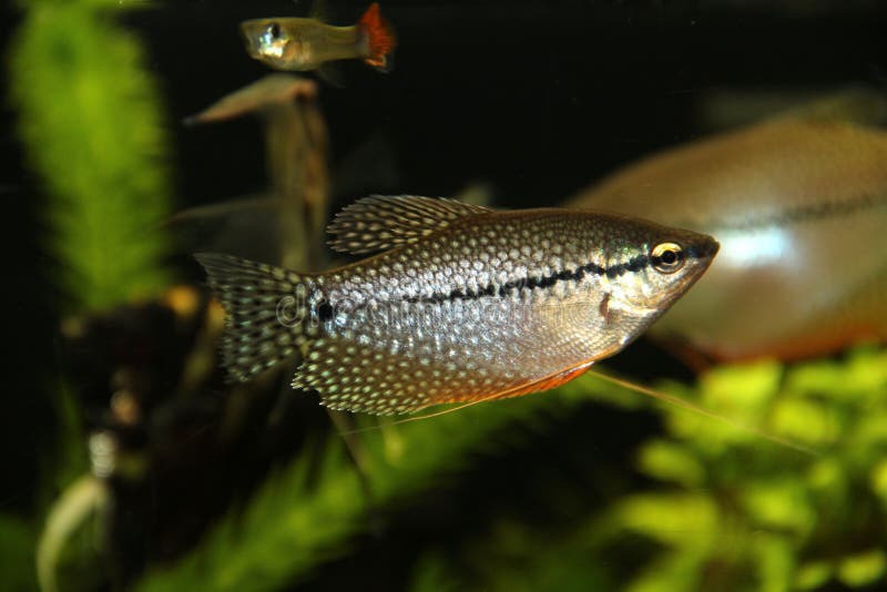 Perełkowy gourami obraz stock Perełkowy gourami obraz stock