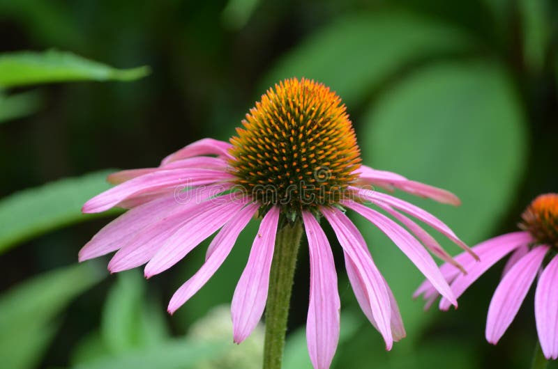 Perfect Blooming Coneflower in a Garden Stock Image Image of flora, flowers 93526113