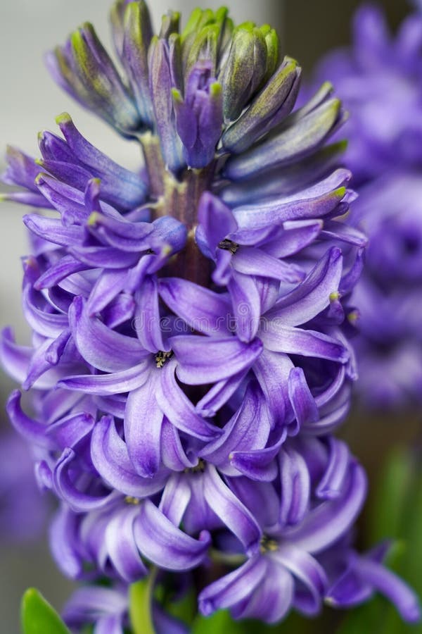 Perfect blue hyacinth stock photo. Image of bloom, blue 239790860