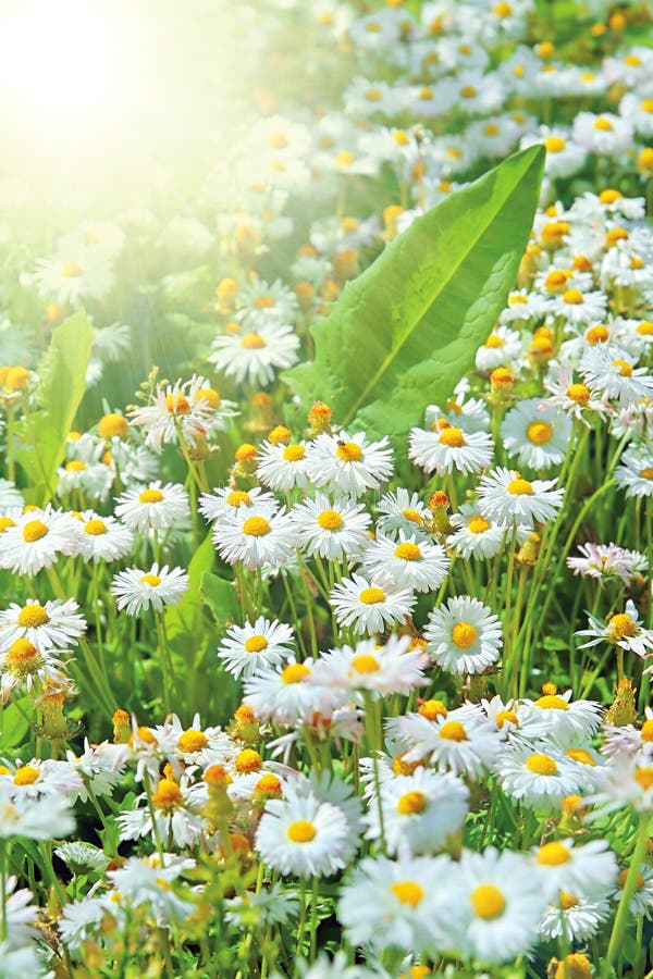 Perfect daisies and sun stock photo. Image of paradise 8024784