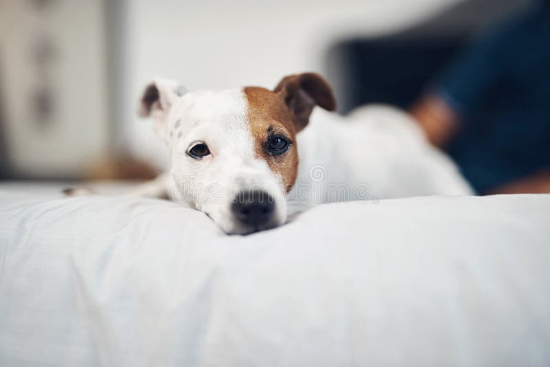 The perfect home for a pup like me. Shot of an adorable dog relaxing on a bed at home.