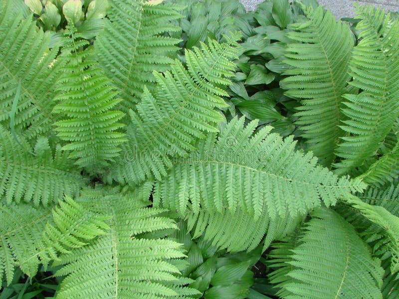 A Perfect Fern Leaf Stock Image. Image Of Camp, Rural, Remote - 638001