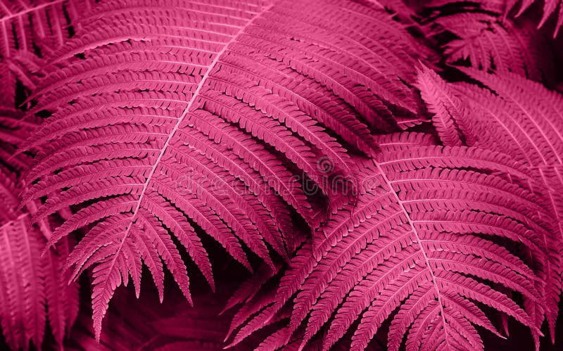 Perfect natural young fern leaves pattern background. Pink dark and moody backdrop for your design. Top view. stock photo Perfect natural young fern leaves pattern background. Pink dark and moody backdrop for your design. Top view. stock photo