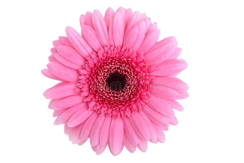 Perfect Pink Gerbera