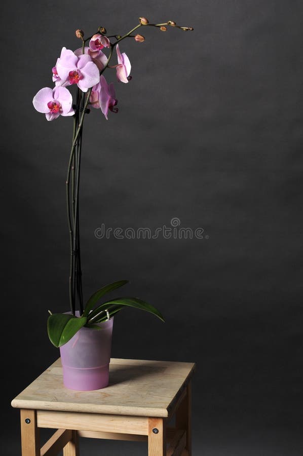 Perfect pink orchids