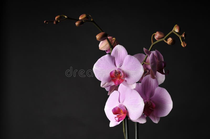 Perfect pink orchids