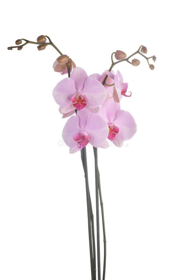 Perfect pink orchids