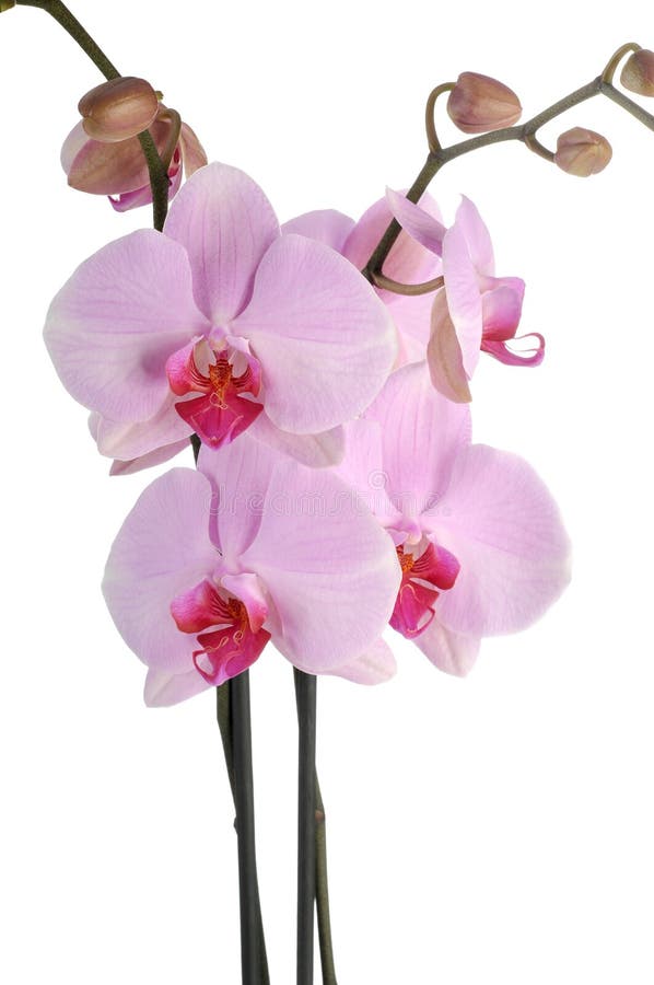 Perfect pink orchids