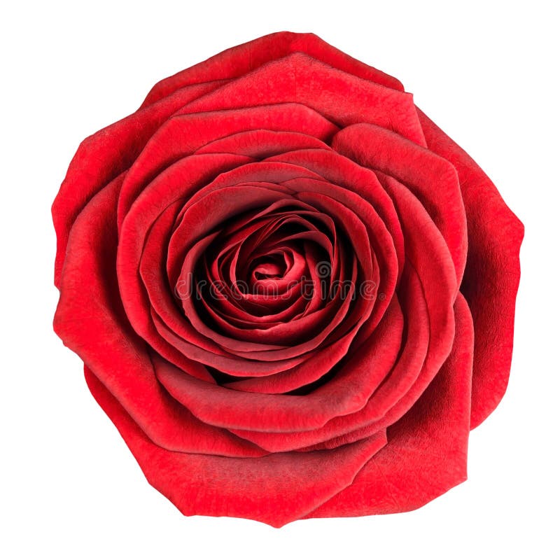 Perfect Red Rose Flowerhead Isolated on White royalty free stock image Perfect Red Rose Flowerhead Isolated on White royalty free stock image