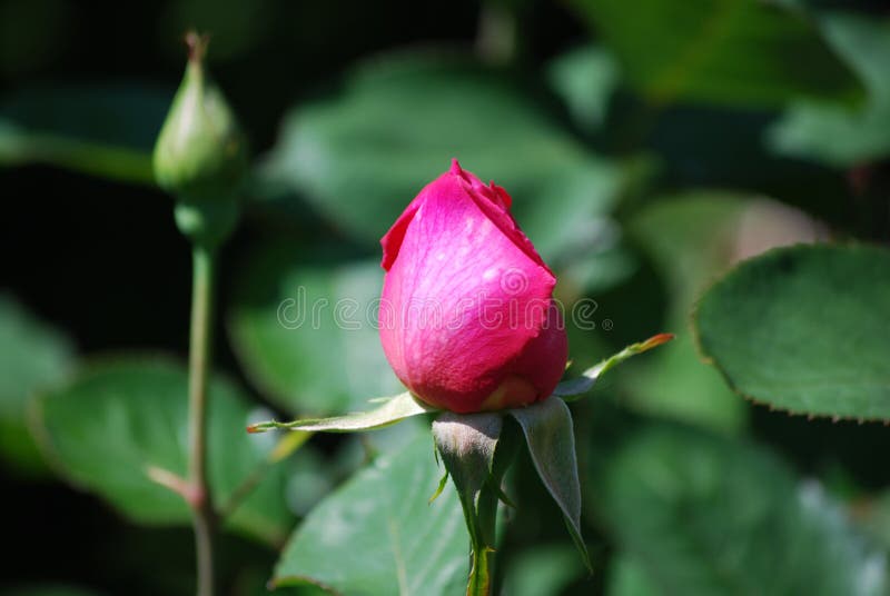 Perfect Red Rosebud in a Rose Garden Stock Image Image of flowering