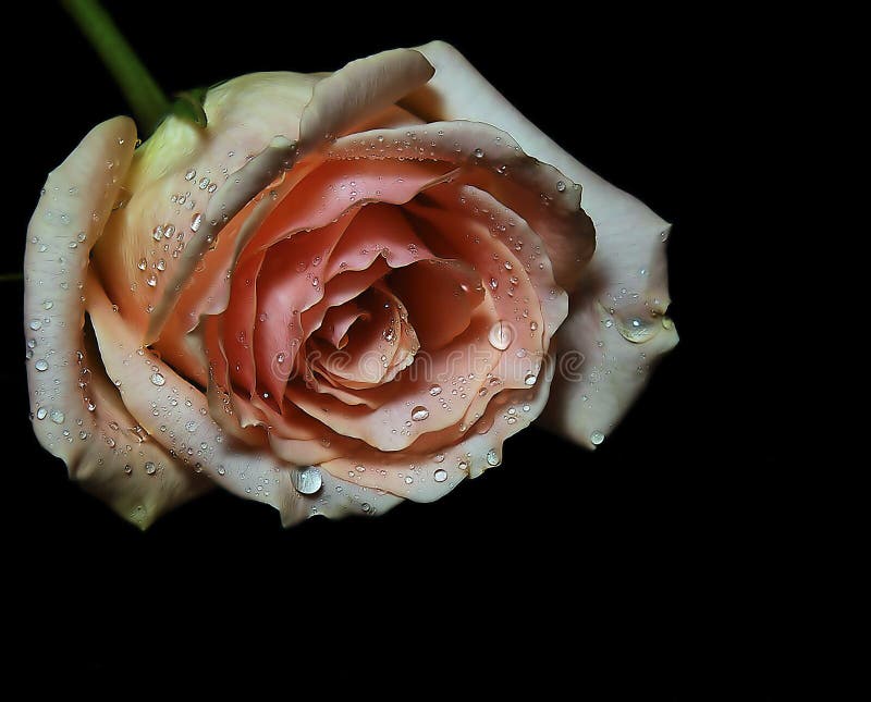 PERFECT ROSE 2