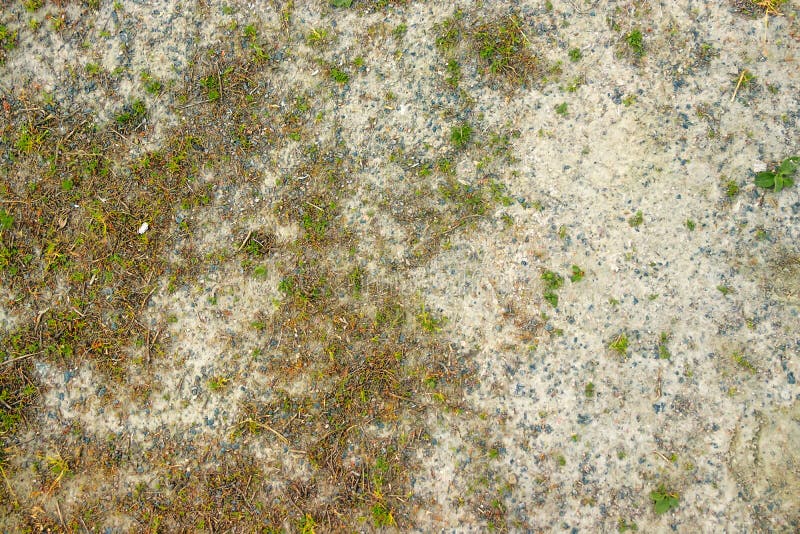 Perfect square seamless grass texture. Ideal for a tiled background, or for texturing a 3D model