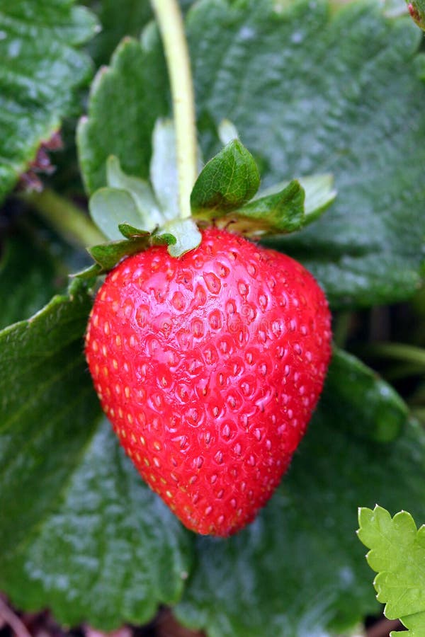 Perfect strawberry