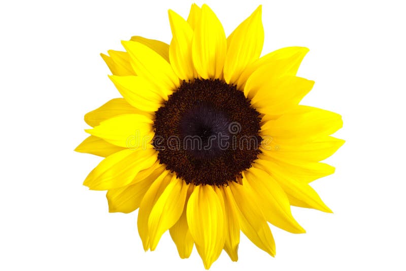 Perfect Sunflower, isolated