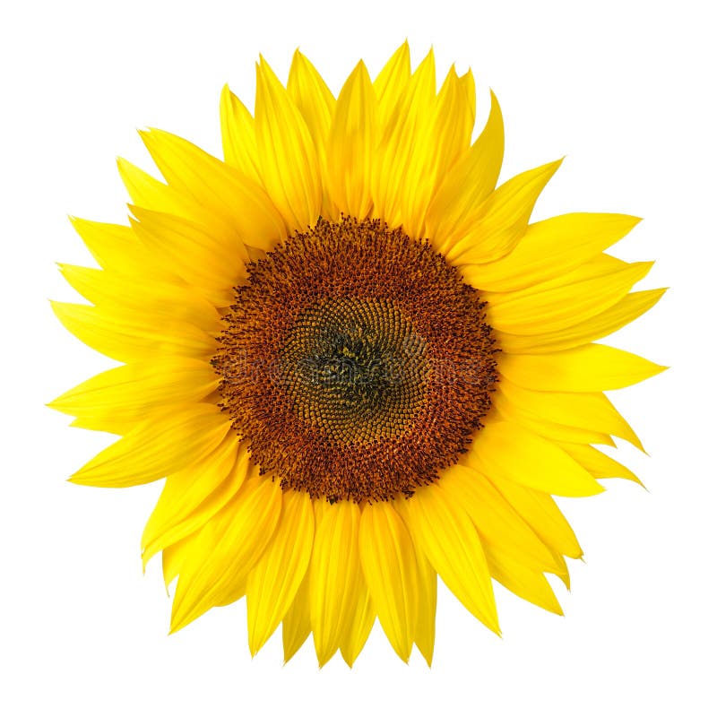 The Perfect Sunflower On White Stock Image Image of flower, nature