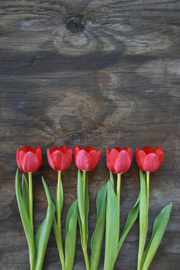 perfect Tidy tulips on a old wood background