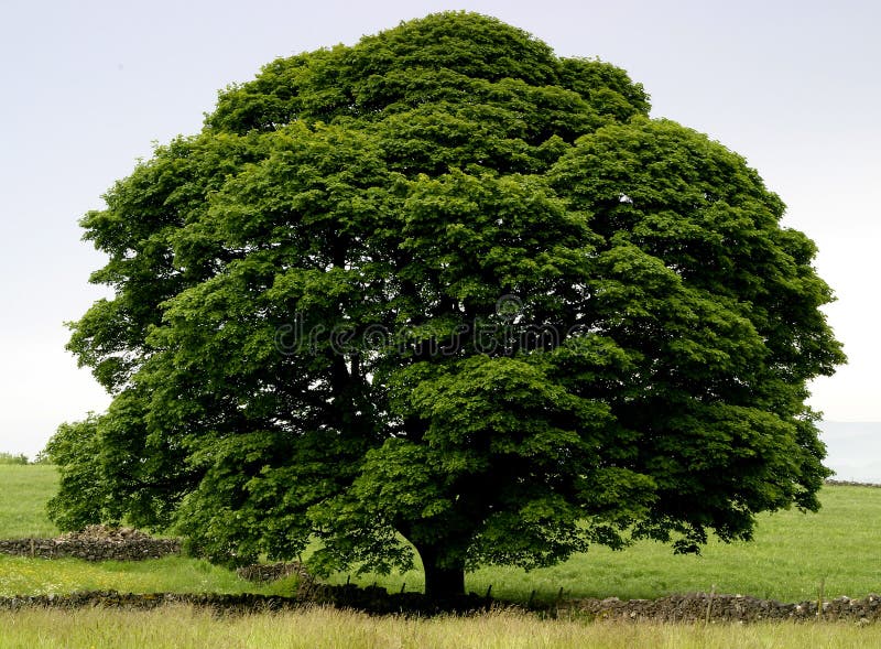 Un classico a forma di albero in piena foglia su un semplice ammasso sfondo gratis.