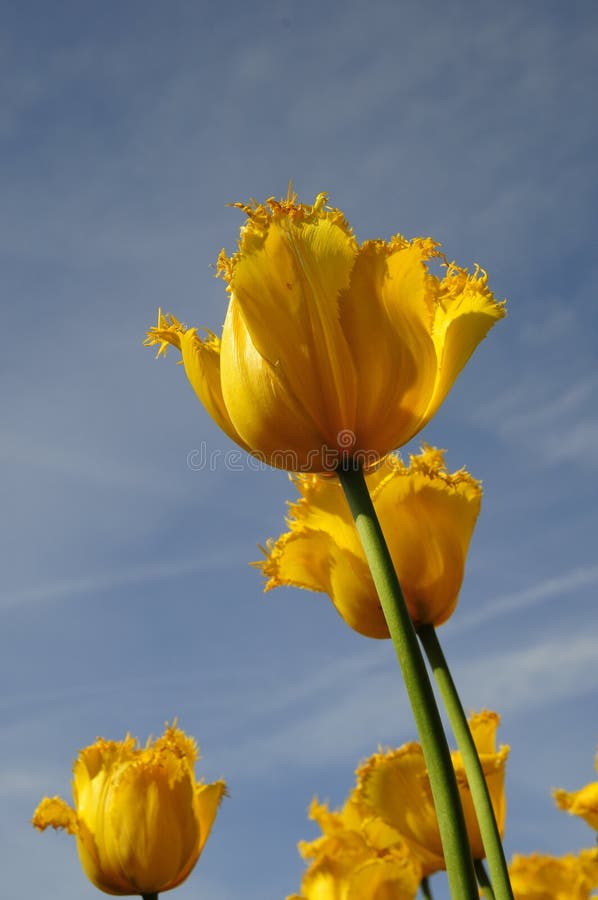 Perfect tulip with golden color