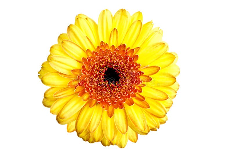 Perfect yellow gerber daisy