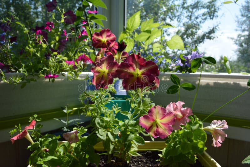 Perfecte bloeiende tuin op het balkon Huis het groen maken De heldere petuniabloemen groeien in containers stock foto's Perfecte bloeiende tuin op het balkon Huis het groen maken De heldere petuniabloemen groeien in containers stock foto's