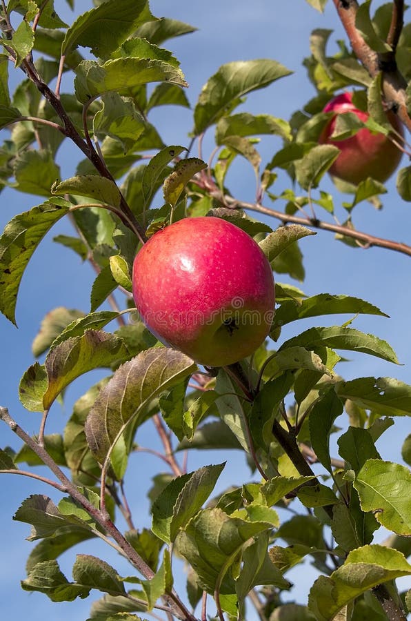 Perfecte roze dame op Apple Branch stock fotografie Perfecte roze dame op Apple Branch stock fotografie