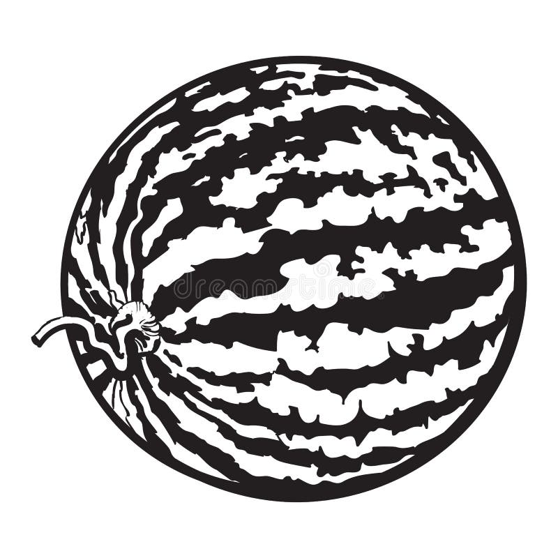 Perfekte ganze gestreifte Wassermelone mit gekräuseltem oben Endstück, Skizzenillustration lizenzfreie abbildung