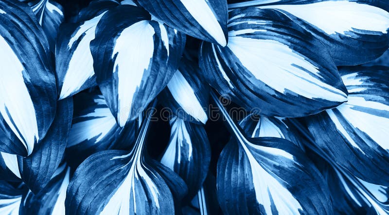 Perfekte natürliche frische Hasenblätter Muster Hintergrund Trendy Blue Hintergrund für Ihr Design Farbe des Jahres 2020 lizenzfreie stockbilder Perfekte natürliche frische Hasenblätter Muster Hintergrund Trendy Blue Hintergrund für Ihr Design Farbe des Jahres 2020 lizenzfreie stockbilder