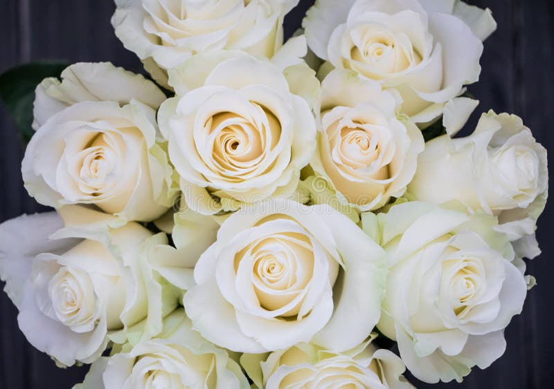 Perfekter Blumenstrauß von luxuriösen Rosen der Creme für die Heirat, Geburtstag oder Valentinsgruß ` s Tag Beschneidungspfad ein lizenzfreies stockfoto Perfekter Blumenstrauß von luxuriösen Rosen der Creme für die Heirat, Geburtstag oder Valentinsgruß ` s Tag Beschneidungspfad ein lizenzfreies stockfoto