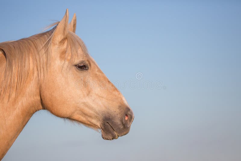 Close up da cara do cavalo foto de stock. Imagem de pasto - 34956360