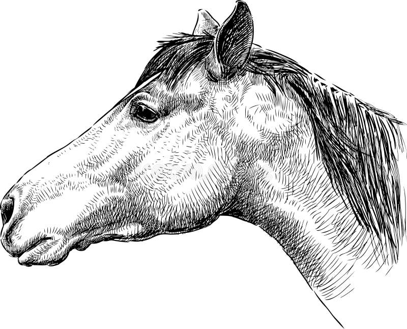 Dibujo de una cabeza de caballo