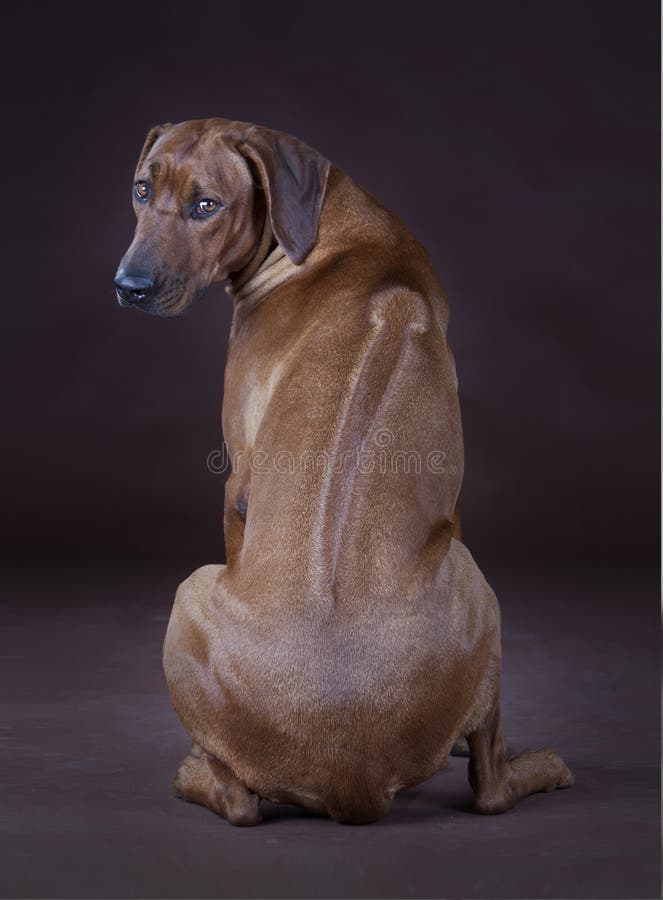 Perfil de Rhodesian Ridgeback fotografía de archivo Perfil de Rhodesian Ridgeback fotografía de archivo