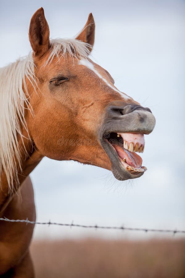 Cavalo de riso foto de stock. Imagem de sorriso, feliz - 59526366