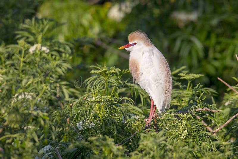 Perfil de um Egret de gado empoleirado em produzir a plumagem imagens de stock royalty free Perfil de um Egret de gado empoleirado em produzir a plumagem imagens de stock royalty free
