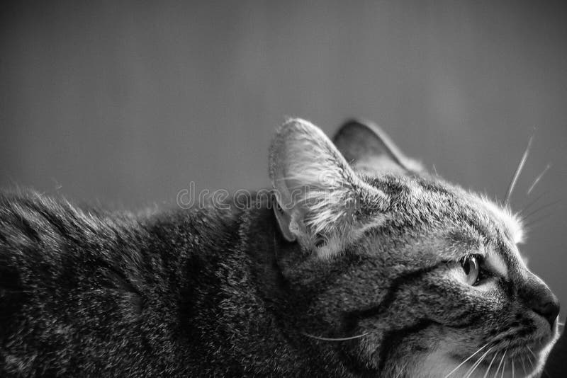 Perfil de un gato en blanco y negro imágenes de archivo libres de regalías Perfil de un gato en blanco y negro imágenes de archivo libres de regalías
