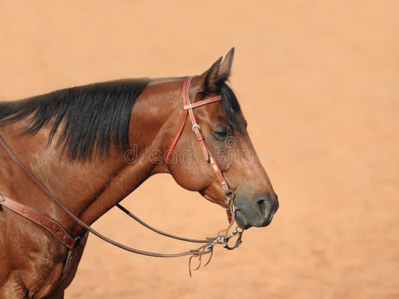 A registered American Quarter Horse gelding waits to compete in the Ranch Cutting at a Foundation Quarter Horse show. A registered American Quarter Horse gelding waits to compete in the Ranch Cutting at a Foundation Quarter Horse show.
