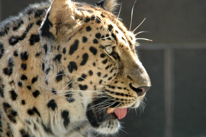 Perfil del jaguar imagen de archivo. Imagen de negro, primer - 1981031