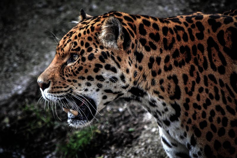 Imágenes Del Perfil Del Jaguar Foto de archivo - Imagen de detalles
