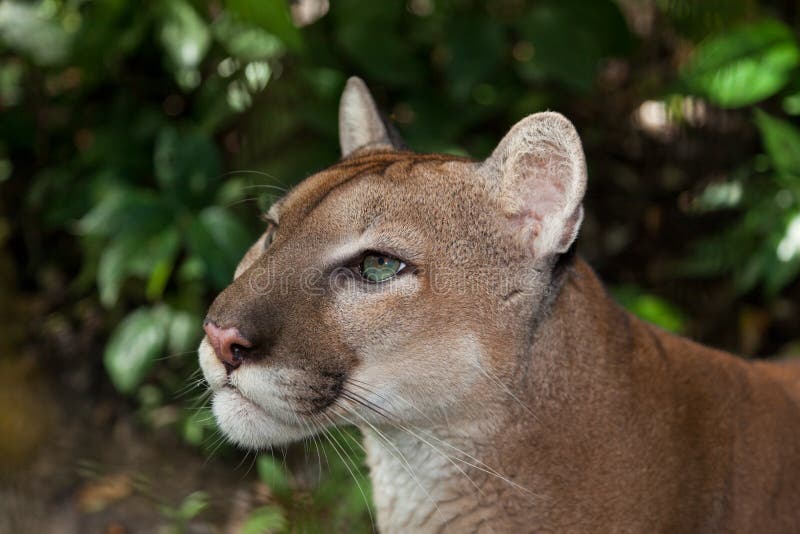 Volcánico mostrar tierra principal Perfil Del Puma Fotos de stock - Fotos libres de regalías de Dreamstime